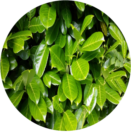 Laurel