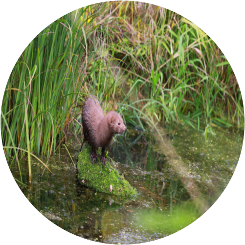 Mink
