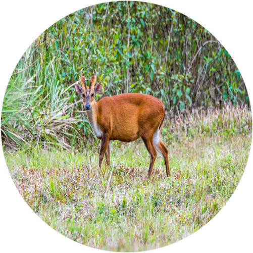 Muntjac deer