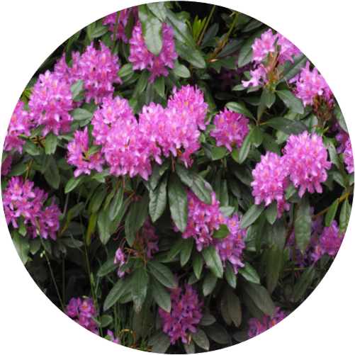 Rhododendron