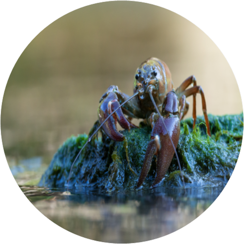 Signal crayfish