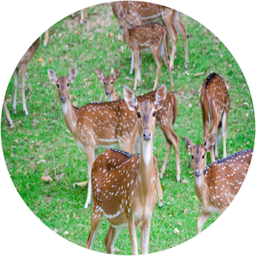Sika deer