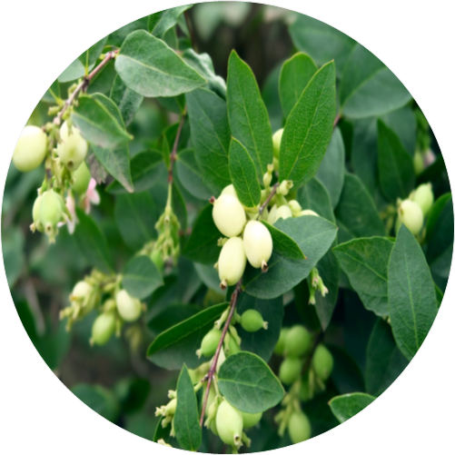 Snowberry