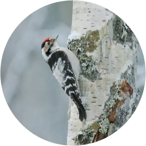 Lesser spotted woodpecker