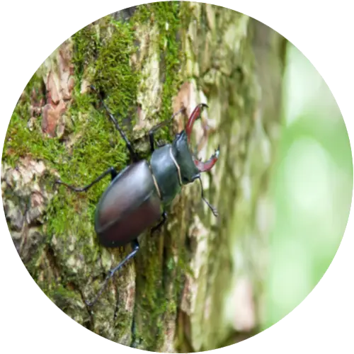 Stag beetle