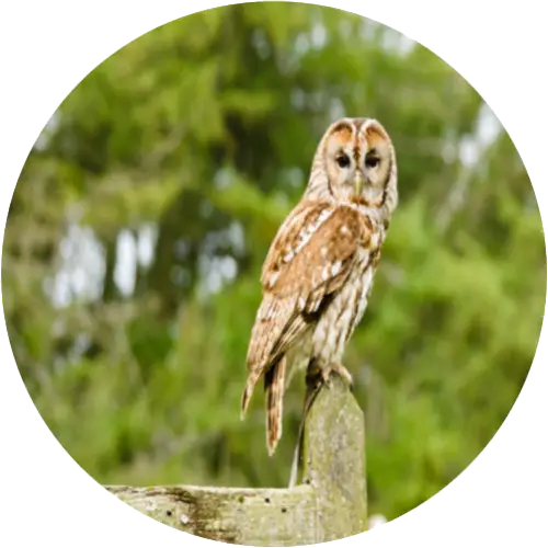 Tawny owl