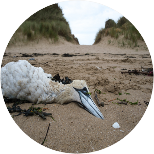 Avian influenza