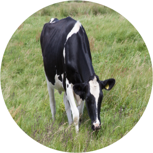 Bovine tuberculosis