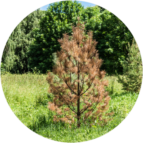 Red band needle blight