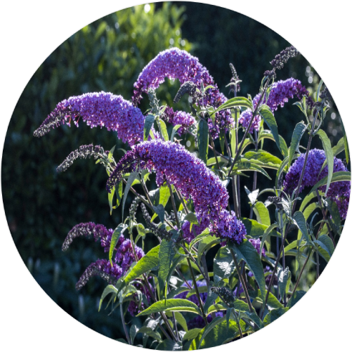 Buddleia