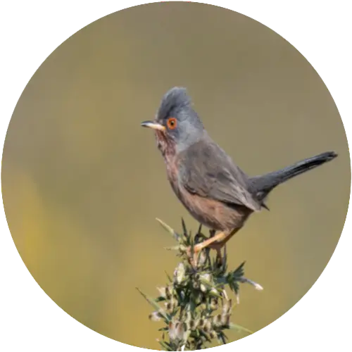 Dartford warbler bird