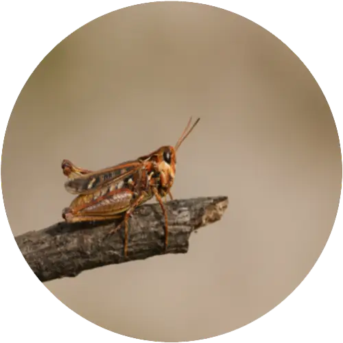 Heath grasshopper