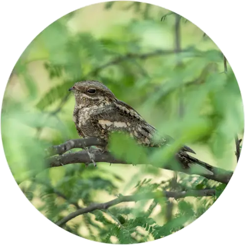 Nightjar bird