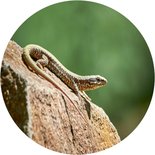 Common wall lizard