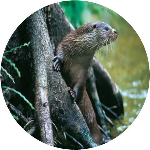 Otter