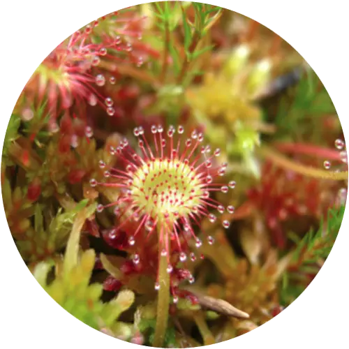 Round leaved sundew