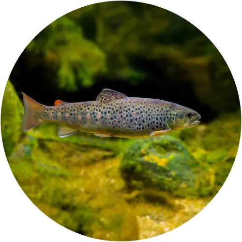 Sea trout