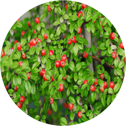 Cotoneater