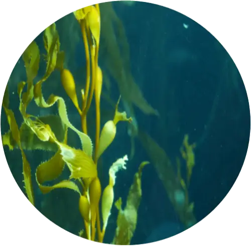 Kelp