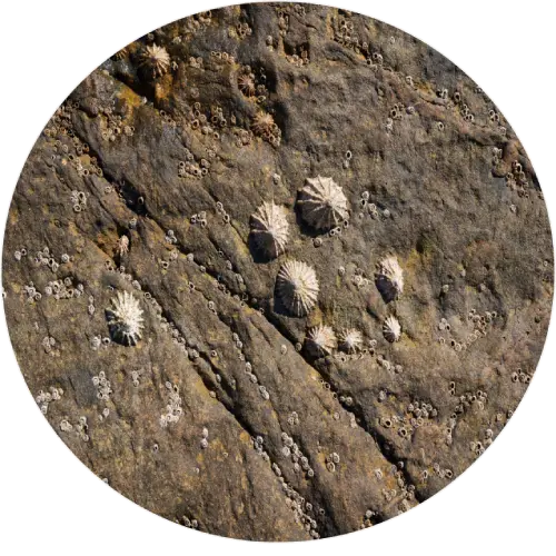 Limpet
