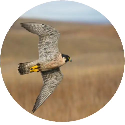 Peregrine falcon
