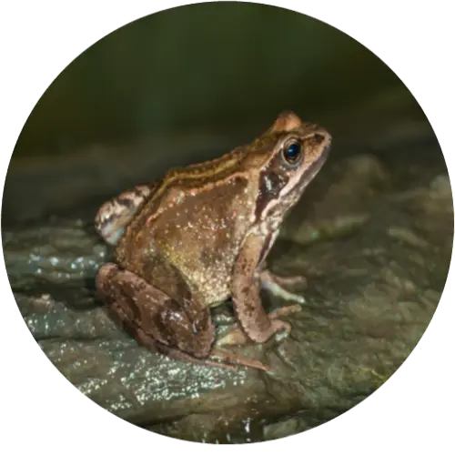 Common frog