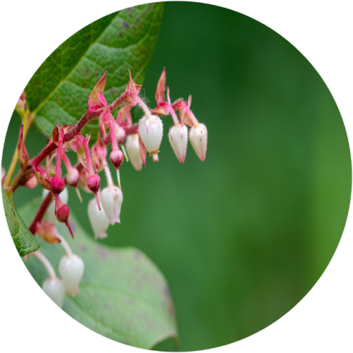 Gaultheria shallon