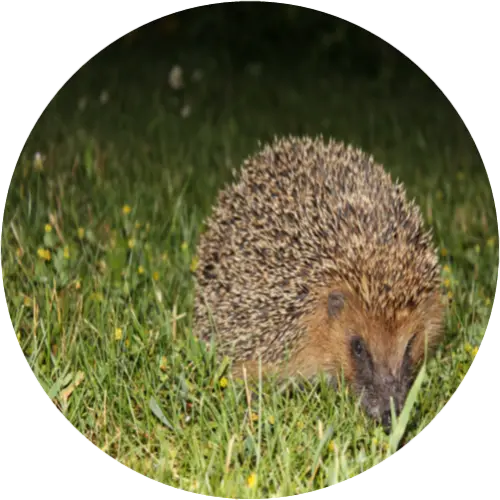 Hedgehog