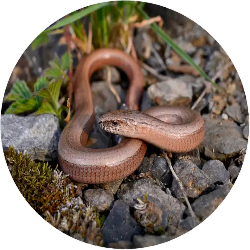Slow worm