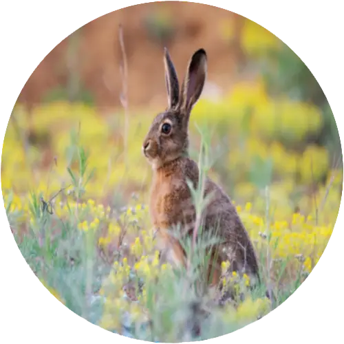 Brown hare