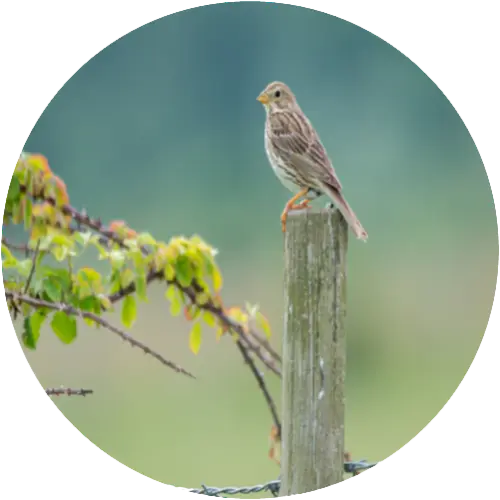 Bunting bird on a fence post