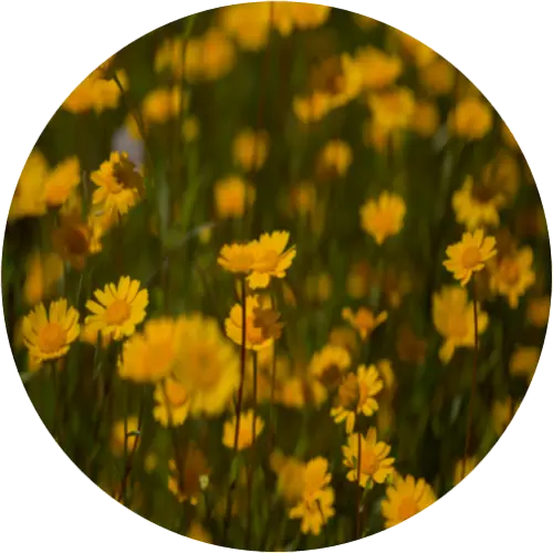 Corn marigold