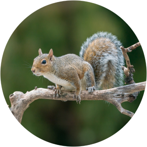 Grey squirrel