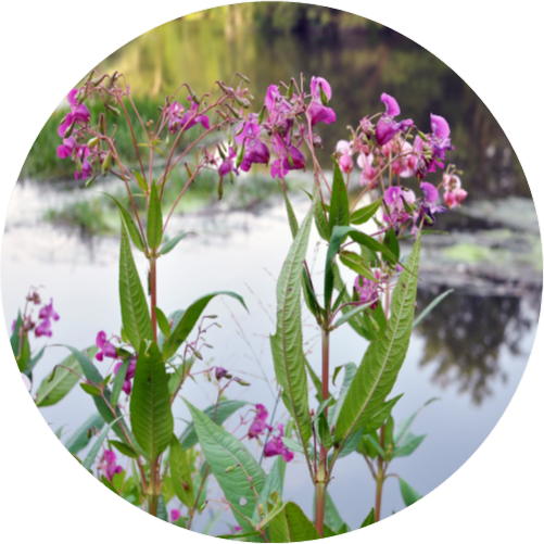 Himalayan balsam