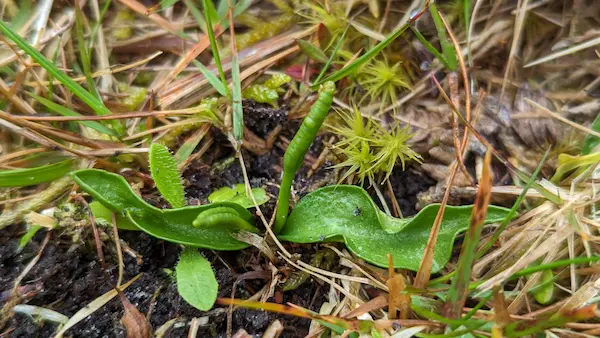 Small adder's-tongue fern growing out of the ground
