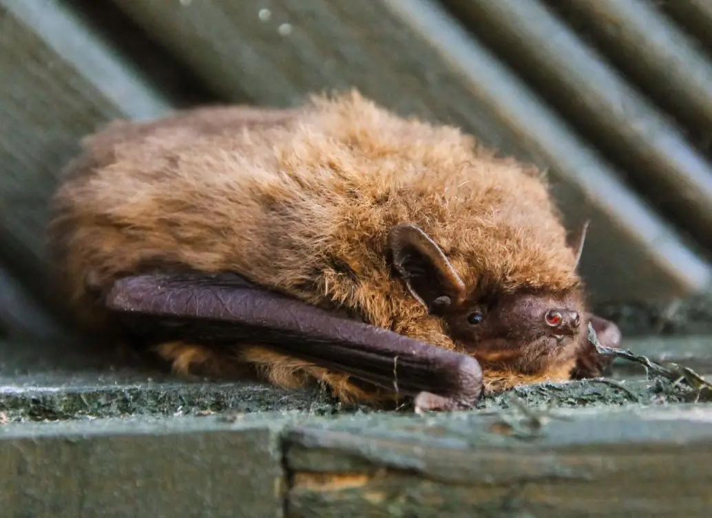 Close up of a bat with a green background