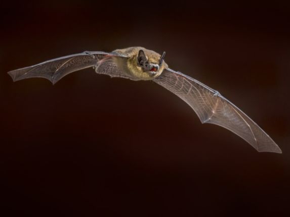 Bat flying with a dark brown backround