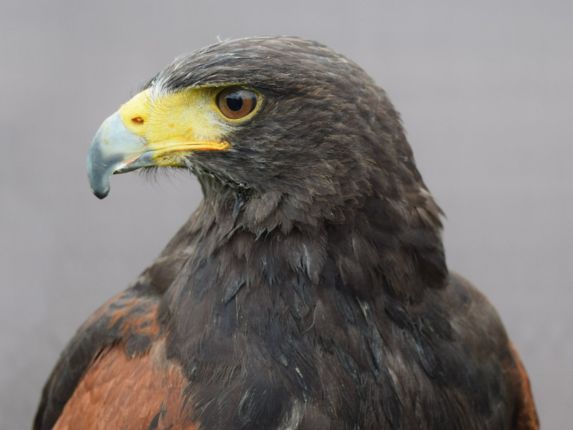 Close-up of Harris Hawk bird of prey