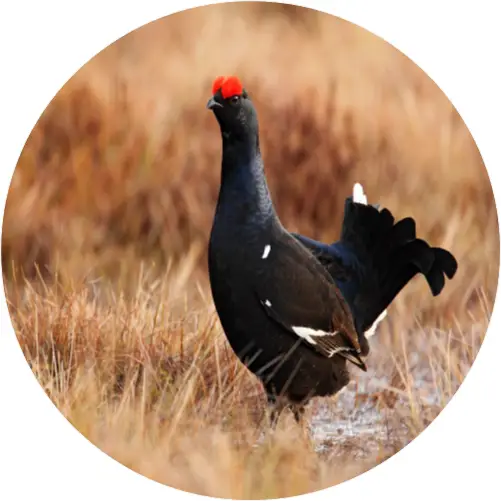 A black grouse standing in a grassy field with a blurred brownish background.