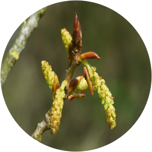 Black poplar