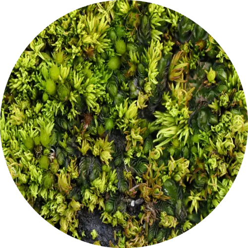 a close-up view of Blackwort, a green moss-like plant with various textures and shades of green.