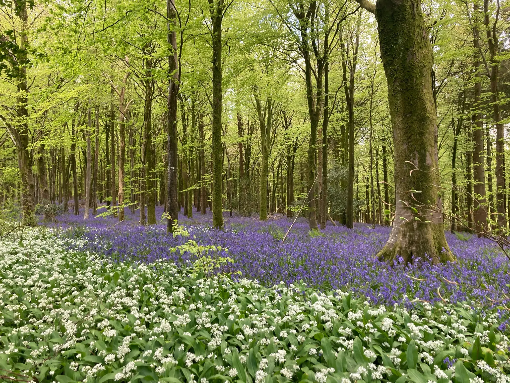 Bluebells and wild garlic with tall trees at Milton Abbas woods
