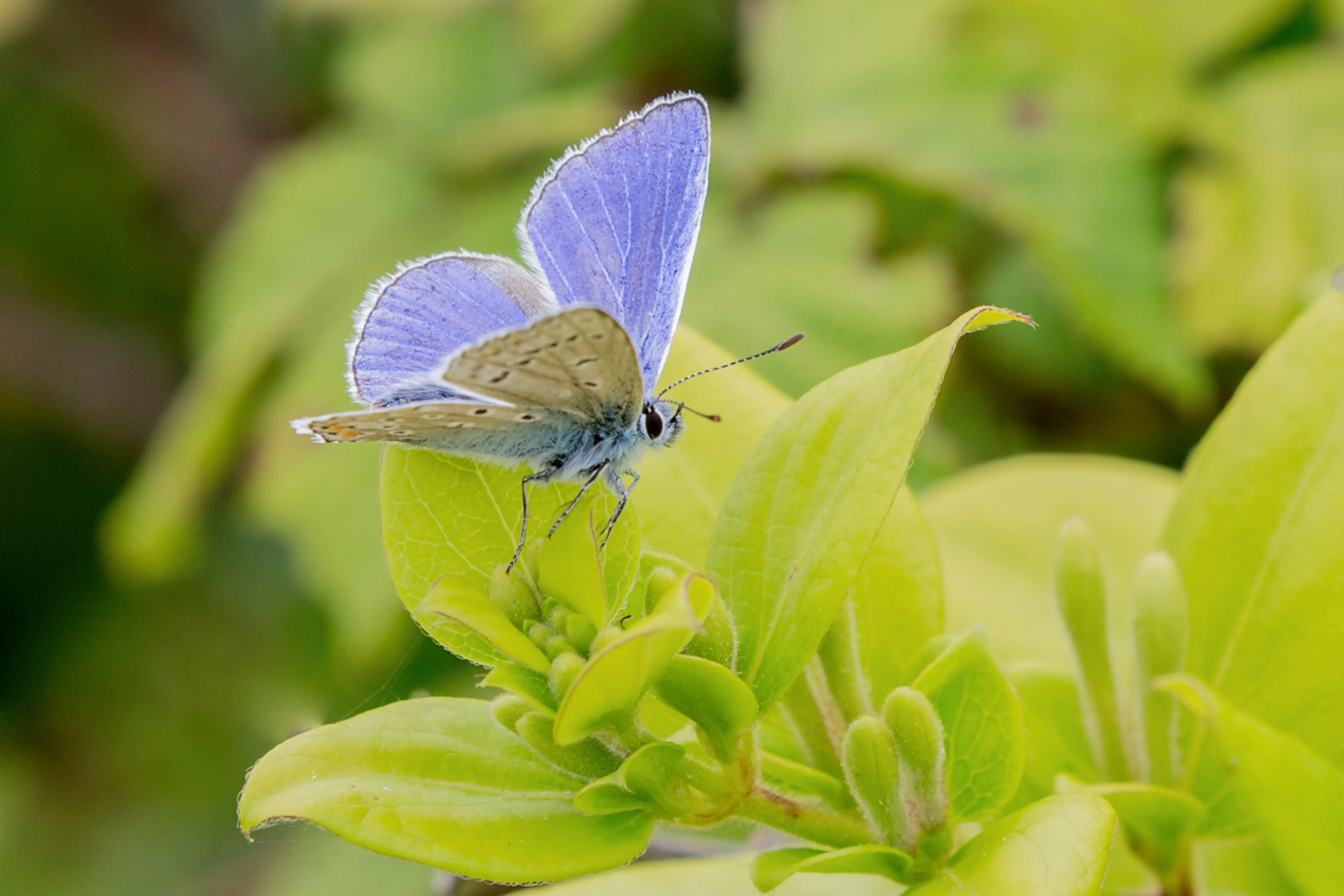 Purple butterfly on the leaf of a bud