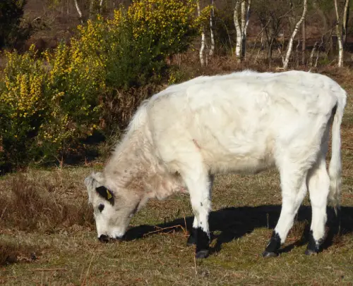 A calf grazing.