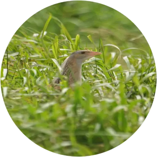 A corncake bird with a long, pointed beak is partially hidden among tall green grass.