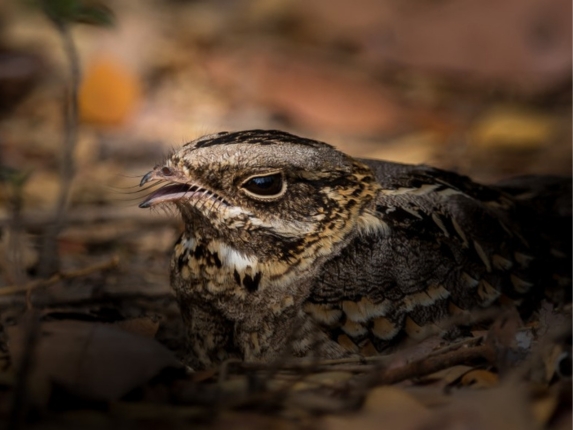 Camouflaged ground‑nesting bird resting among dry leaves and twigs, shown in close up with mottled brown and grey feathers.