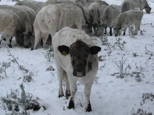 A herd of cows in snow, one cow with a white body and black face looking at the camera.