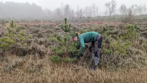 A person cutting down a small tree