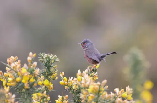 Dartford warbler standing on a yellow bush