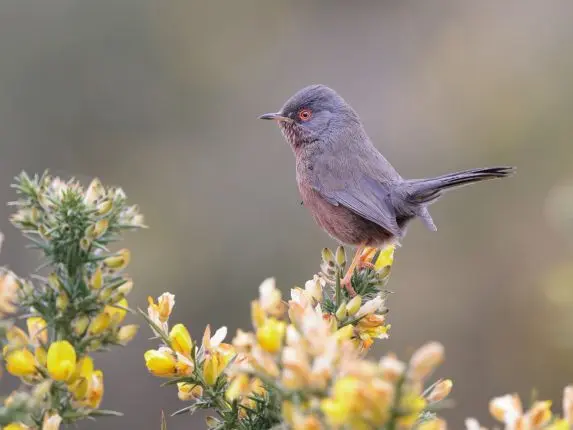 Dartford warbler perched on a flowering gorse bush, showing grey plumage and a reddish chest against a softly blurred background.